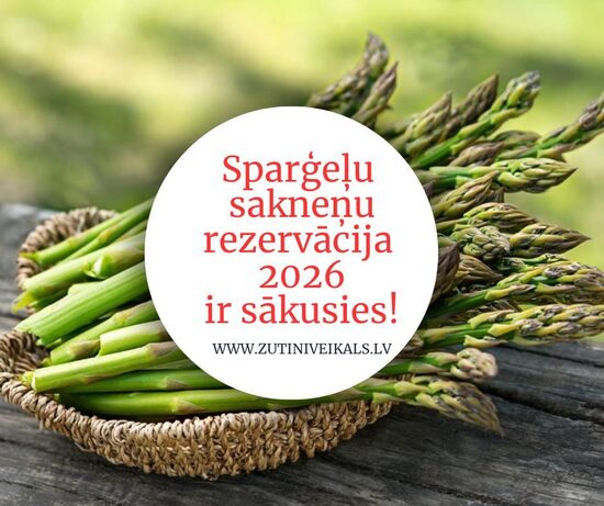Sparģeļu stādi