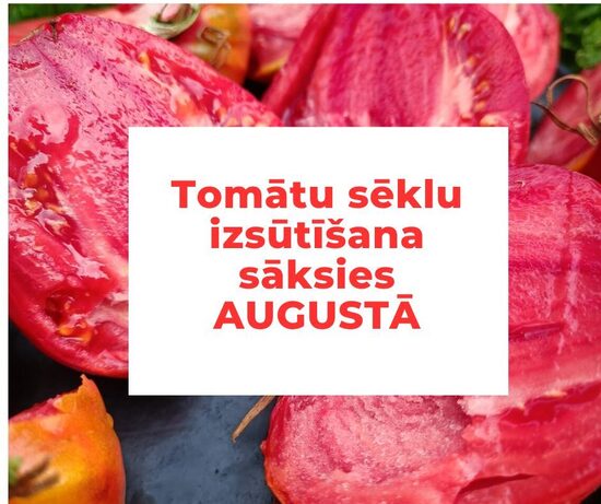 Izsūtīšanas laiks tomātu sēklām