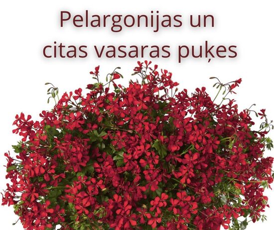 PETŪNIJAS - PELARGONIJAS u.c STĀDI