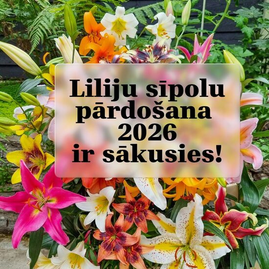 LILIJU SĪPOLI