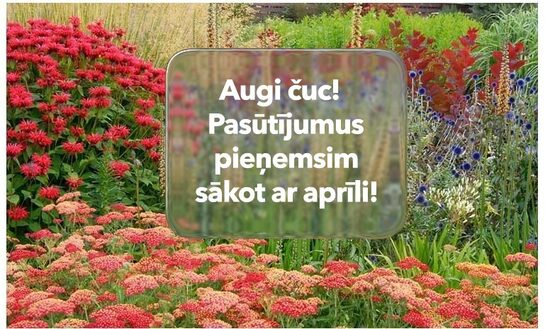 Ziemcietes - Ziemojošās puķes