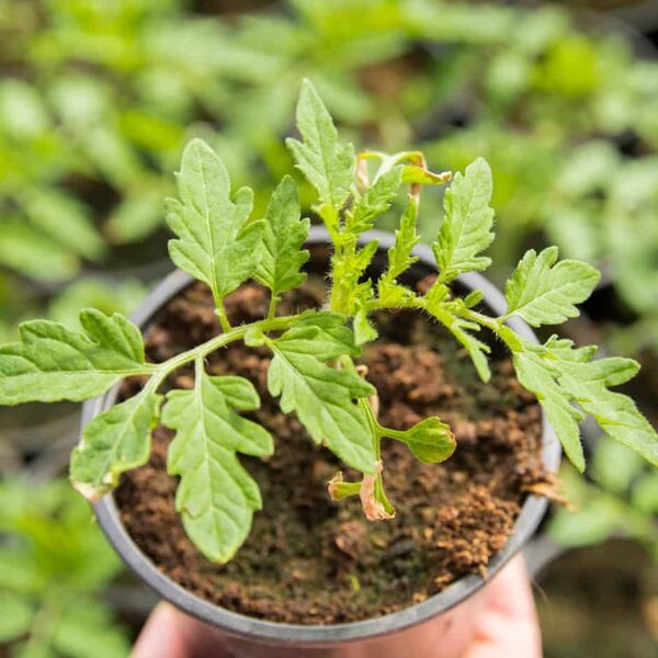 Sēklas lielākos iepakojumos