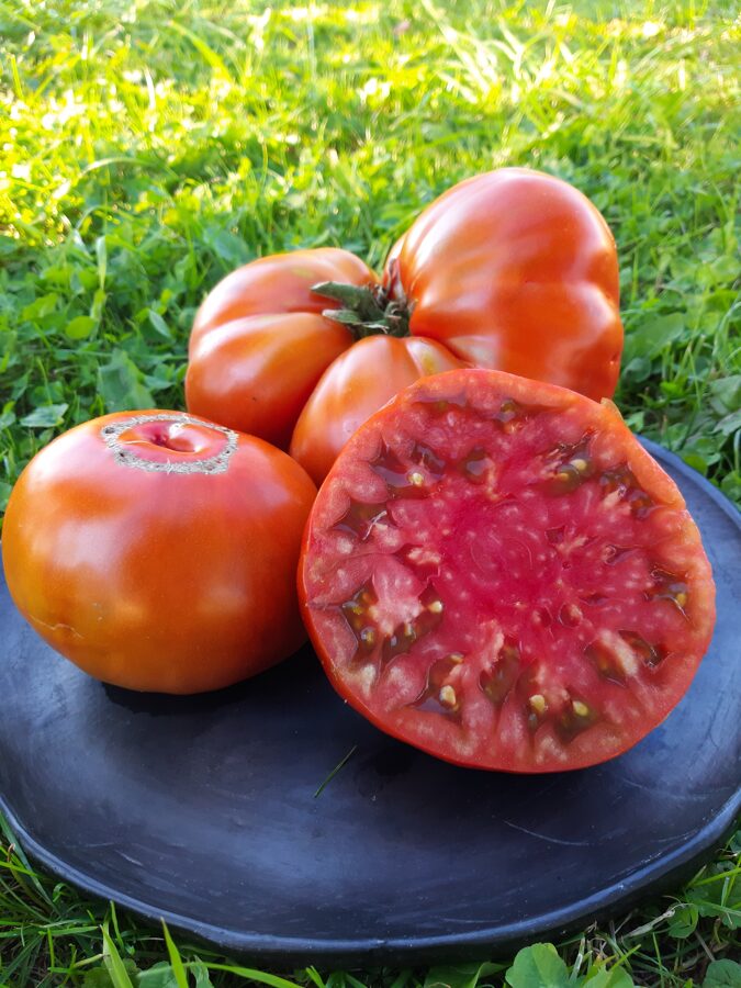 Ceriņu ezers tomātu sēklas ( 10 gb)