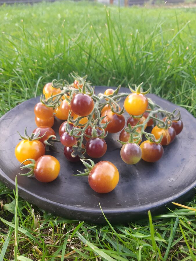 Zilās zelta odziņas tomātu sēklas ( 10gb)