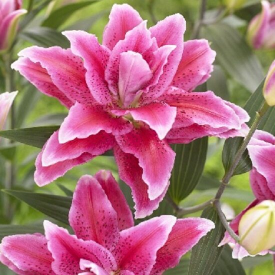 Roselily Doria (Austrumu lilija) (Lieli sīpoli)