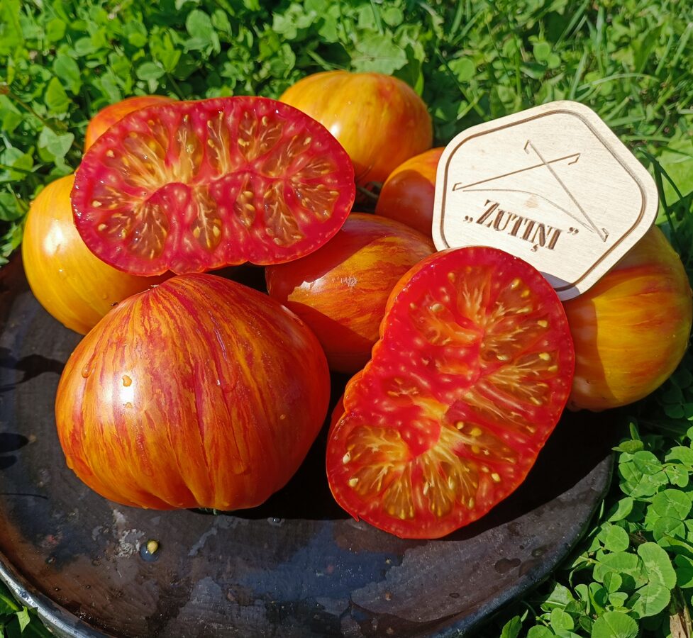 Kozula 141 (10 tomātu sēklas)