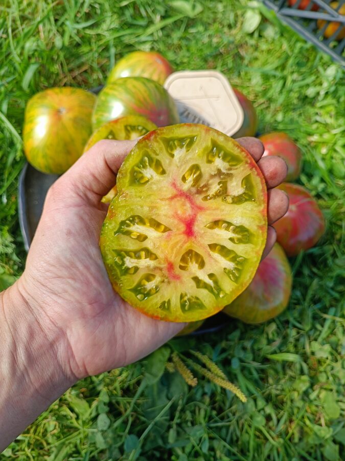 Sarkani-zaļais Jarla bicolors ( 10 tomātu sēklas)