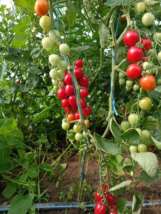 Dārznieka sirdsāķītis ( 10 tomātu sēklas) 