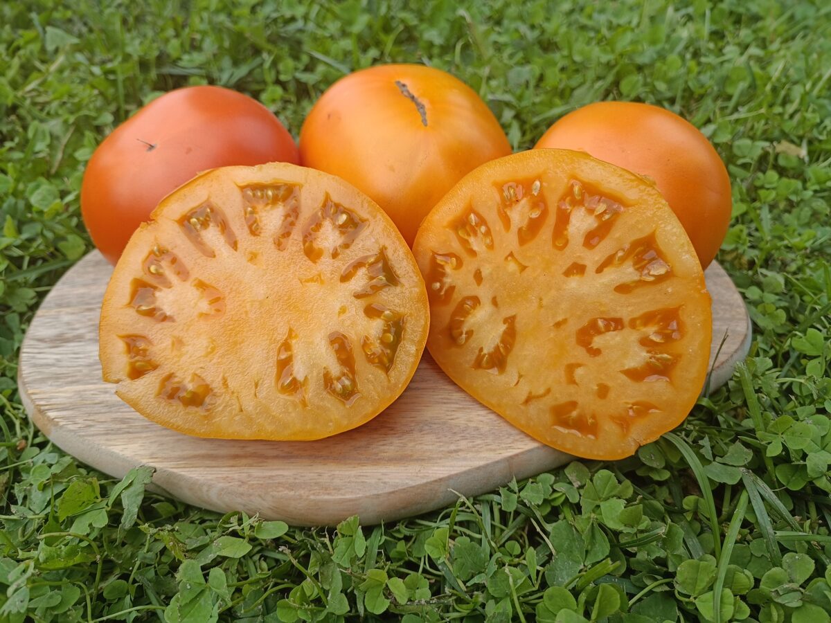 Vasaras aprikoze ( 10 tomātu sēklas)