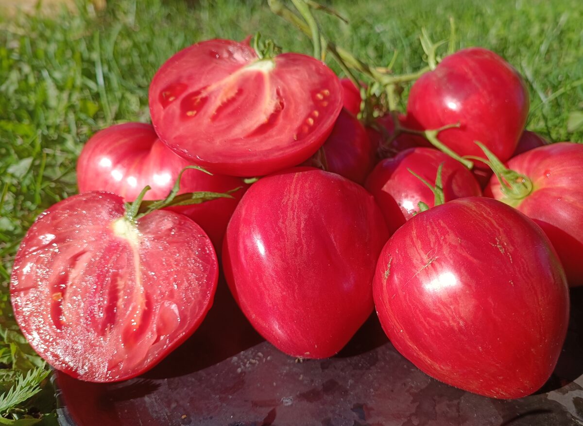 Garā Sallija ( 10 tomātu sēklas)
