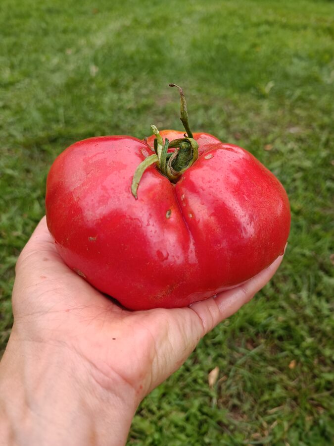 Vova Putins (10 tomātu sēklas) 