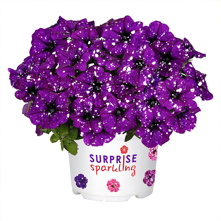 Galaktiskā petūnija - Surprise Sparkling Purple- veido ziedus, kā pati grib - 6 gab