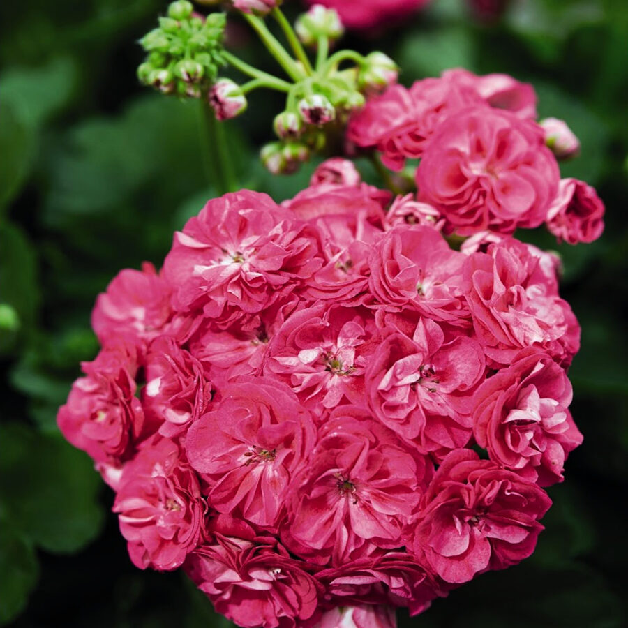 Pildīto ziedu pelargonija "Rosalinda"