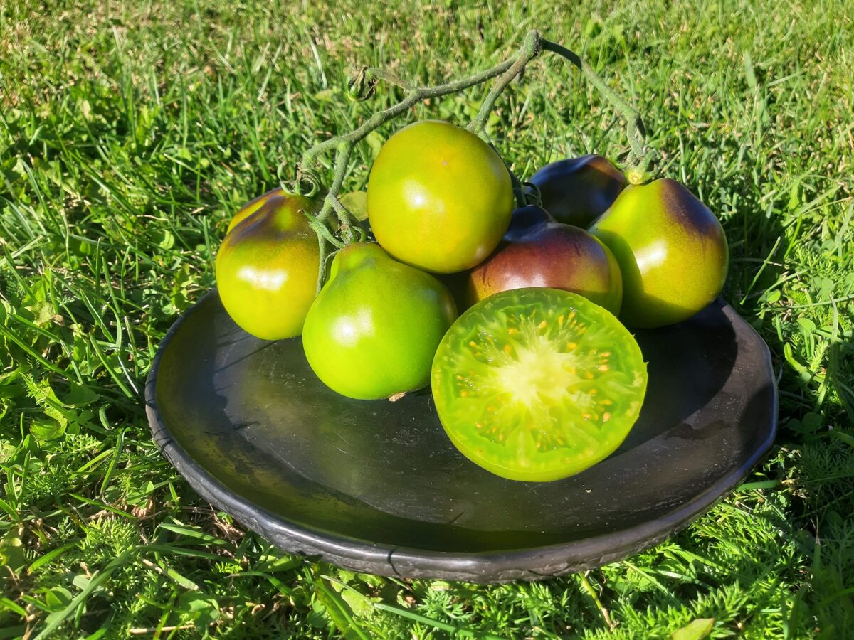 Tomātu biezsula no Zaļas krāsas tomātiem - 1L