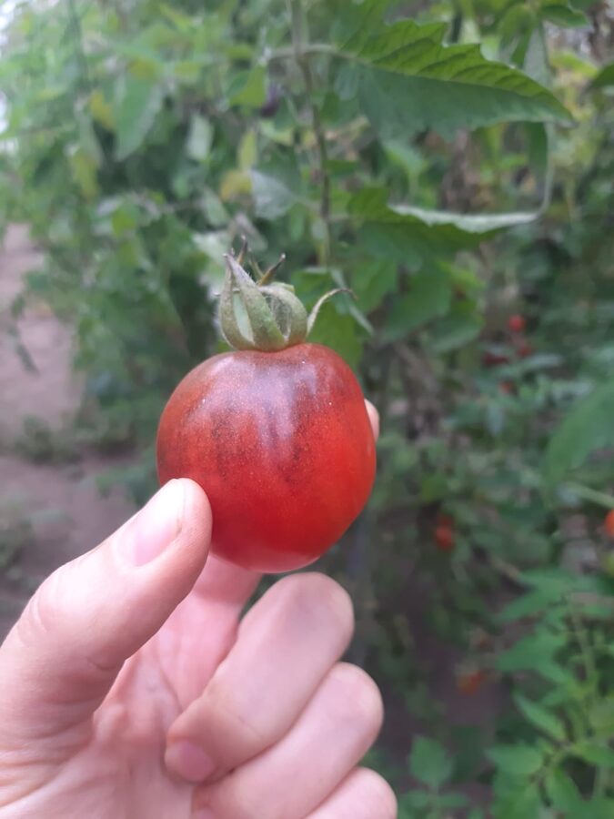 `Mazās netīrās dejas` tomātu sēklas ( 10 gb)