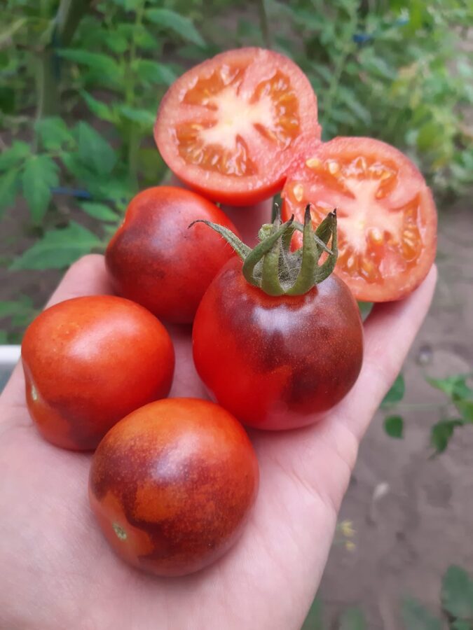`Mazās netīrās dejas` tomātu sēklas ( 10 gb)