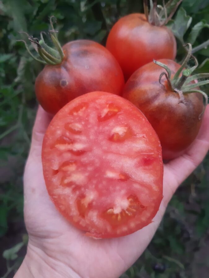 `Lielās netīrās dejas` tomātu sēklas (10 gb)