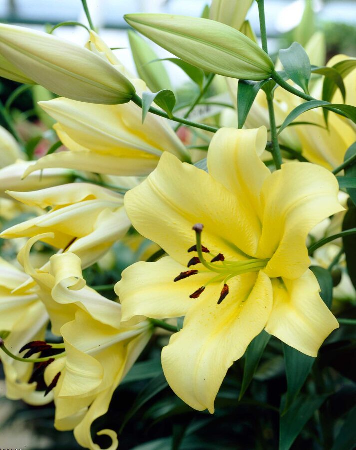 Yelloween (Orientālās-Trompešu lilijas hibrīds)