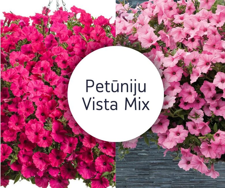Petūnijas Vista Mix - Bublegum un Paradise 6 GB ar iekļautu sūtīšanu