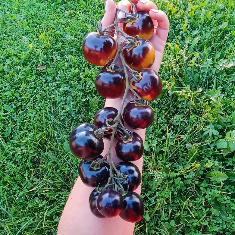 Boque Blue Bumblebee (10 tomātu sēklas)