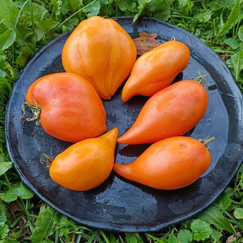 Zutiņu Pinokio (10 tomātu sēklas) 