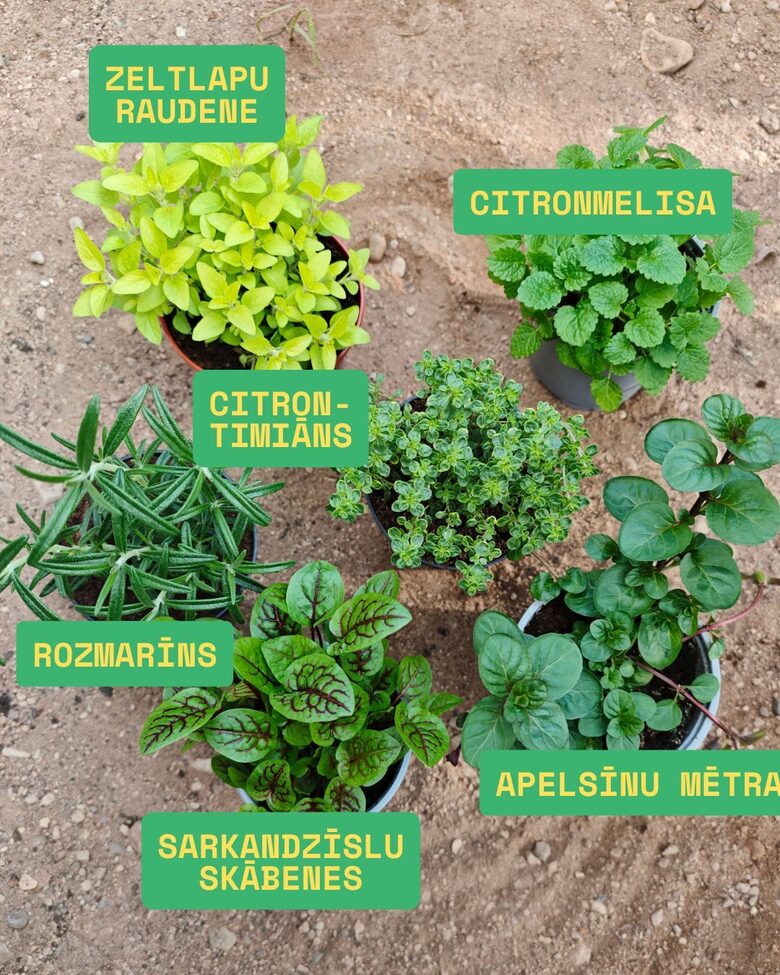 Garšaugu kaste AR CITRONTIMIĀNU, AR IEKĻAUTU IZSŪTĪŠANU APRĪLĪ!