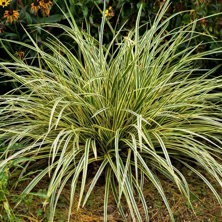 Grīslis (carex) Maxigold - 2 stādi ar iekļautu sūtīšanu