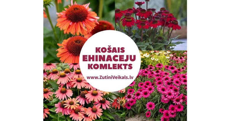 Ehināciju komplekts „KOŠAIS” – 4 izcilas šķirnes komplektā ar iekļautu sūtīšanu