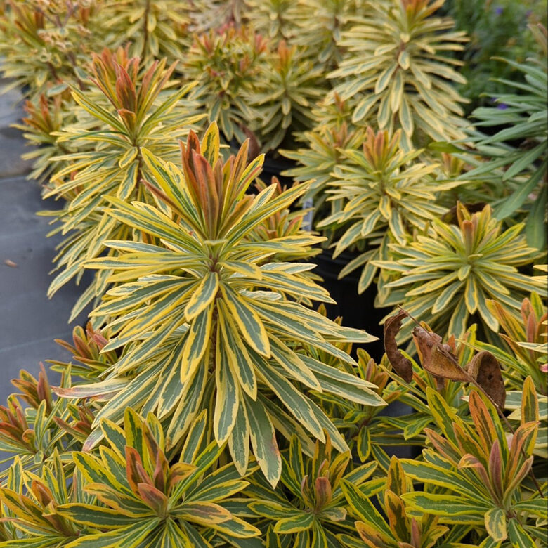 Euphorbia ‘Ascot Rainbow’ 1 stāds