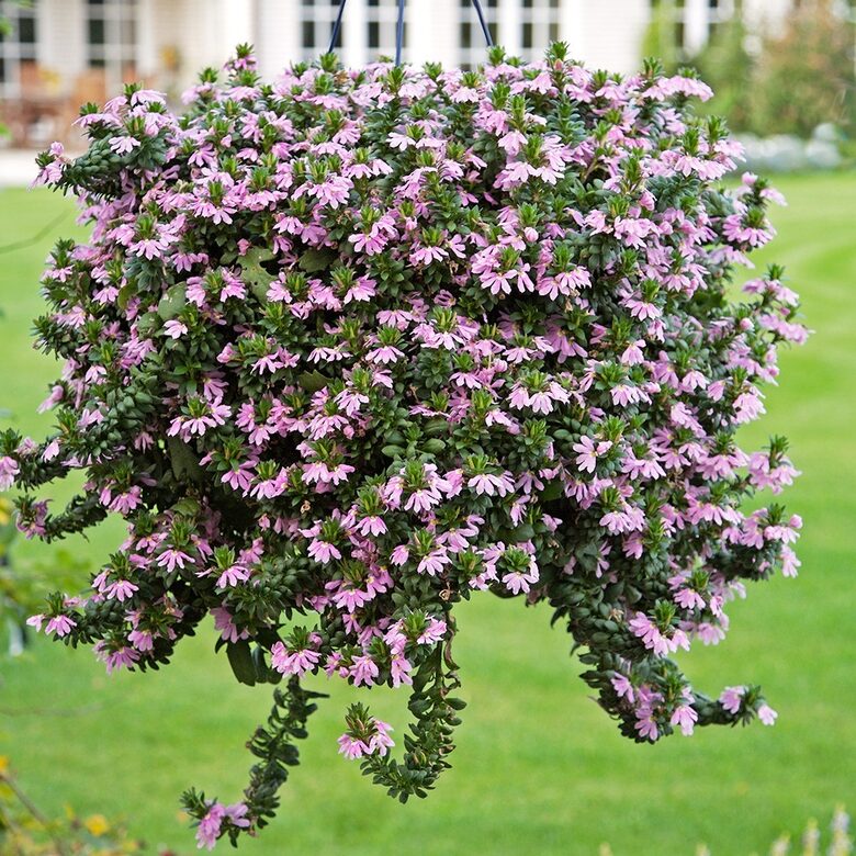 Vītollapu scaveolas 4 GB Rozā