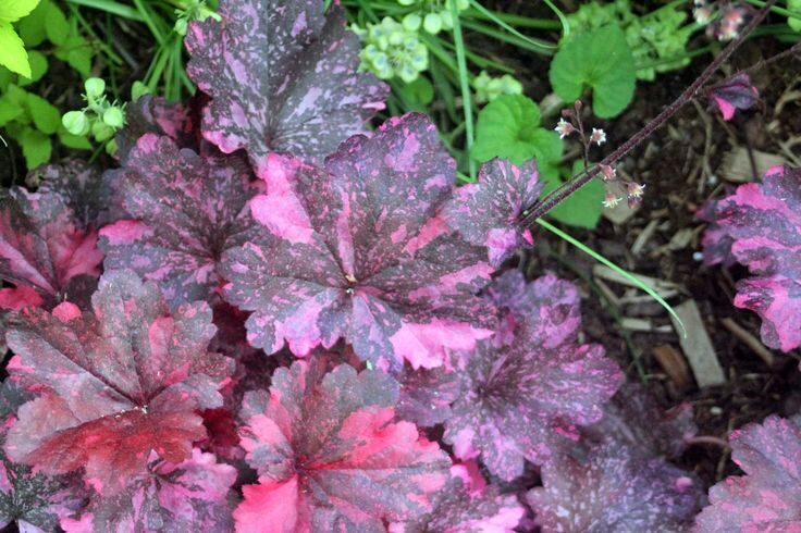 Heihera "MIDNIGHT ROSE" - 2 gb