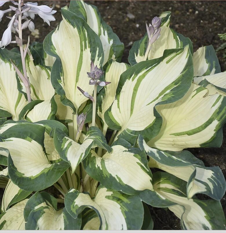 Hostas "HANS" 4 stādi