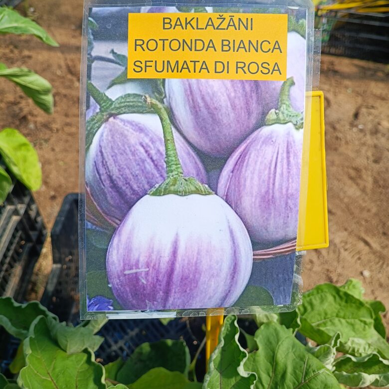 Rozā baklažānu stādi 4 gb