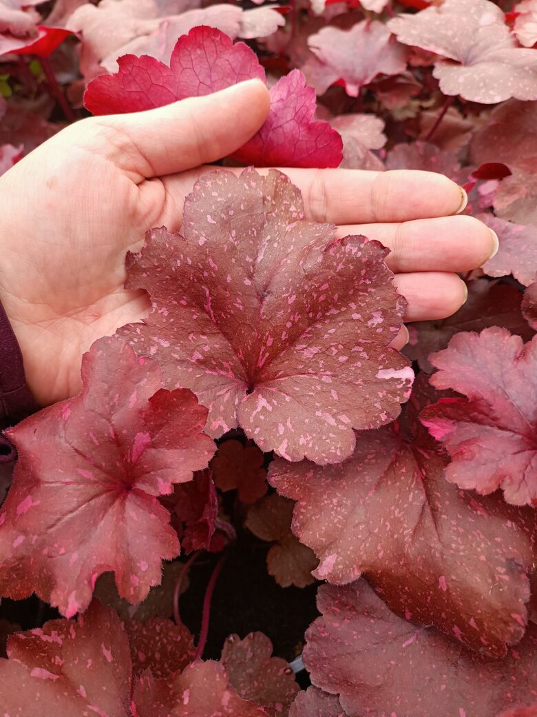 Heiheras Galaxy - 2 stādi