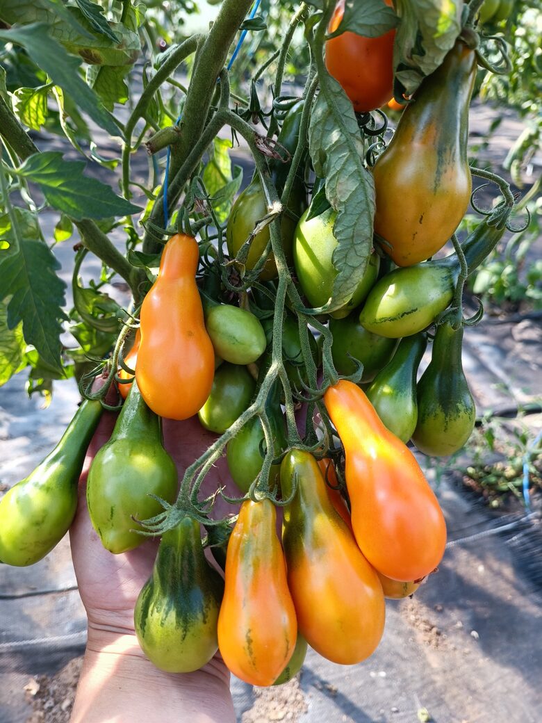 Mila ( 10 tomātu sēklas)