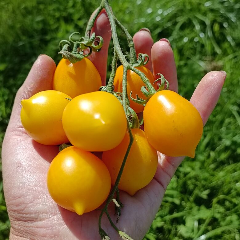 Vesuvio Yellow itāļu ziemas tomāts ( 10 tomātu sēklas)