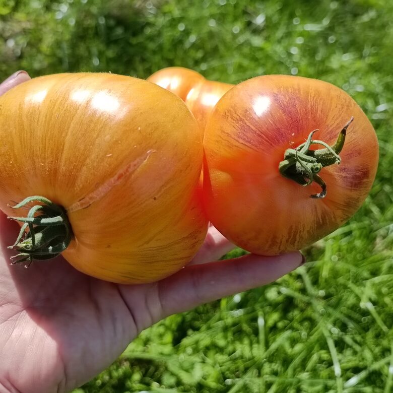 Melon liquer ( 5 tomātu sēklas)