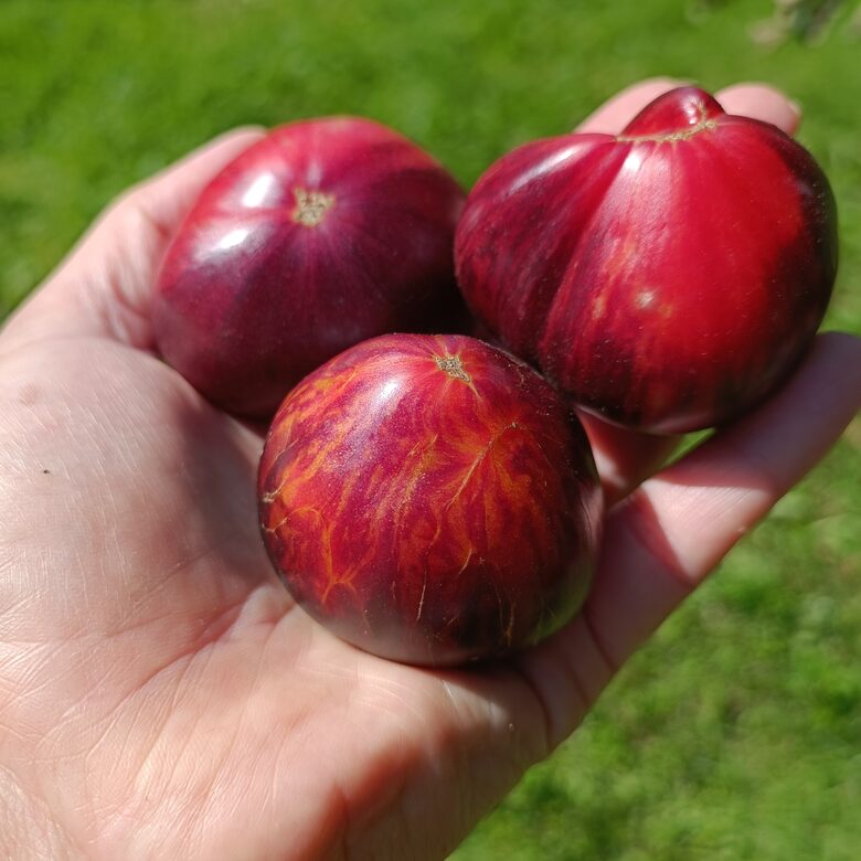 Showstopper JAUNUMS 2025! (10 tomātu sēklas)