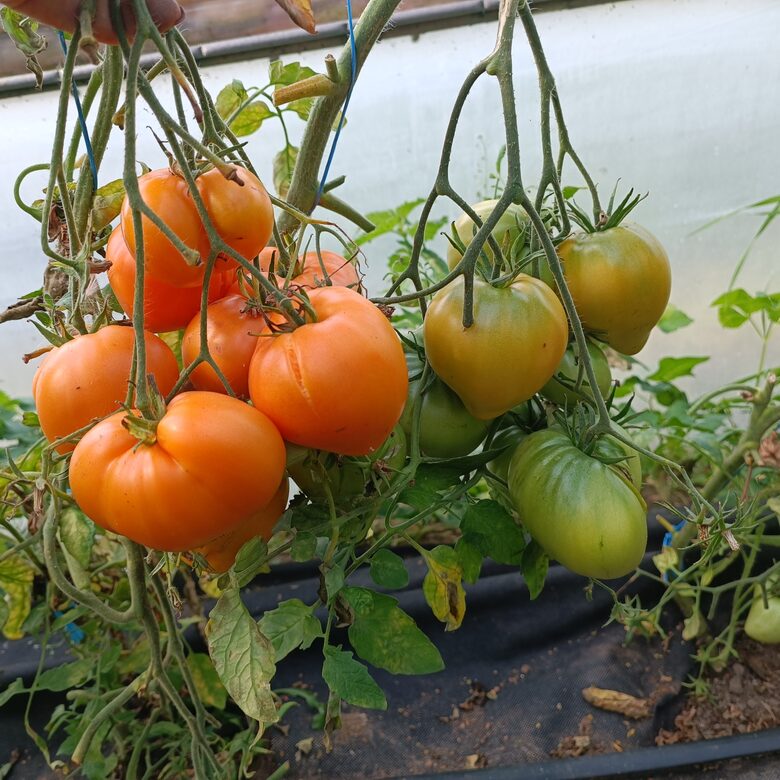 Beak Yellow ( 10 tomātu sēklas)