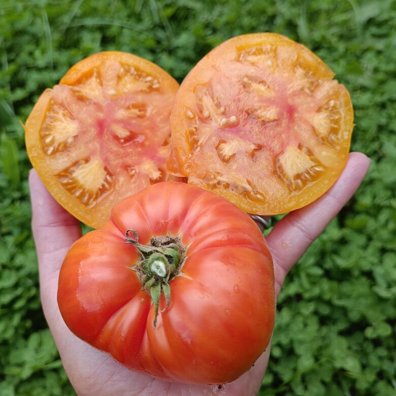 Hill Billy (5 tomātu sēklas)