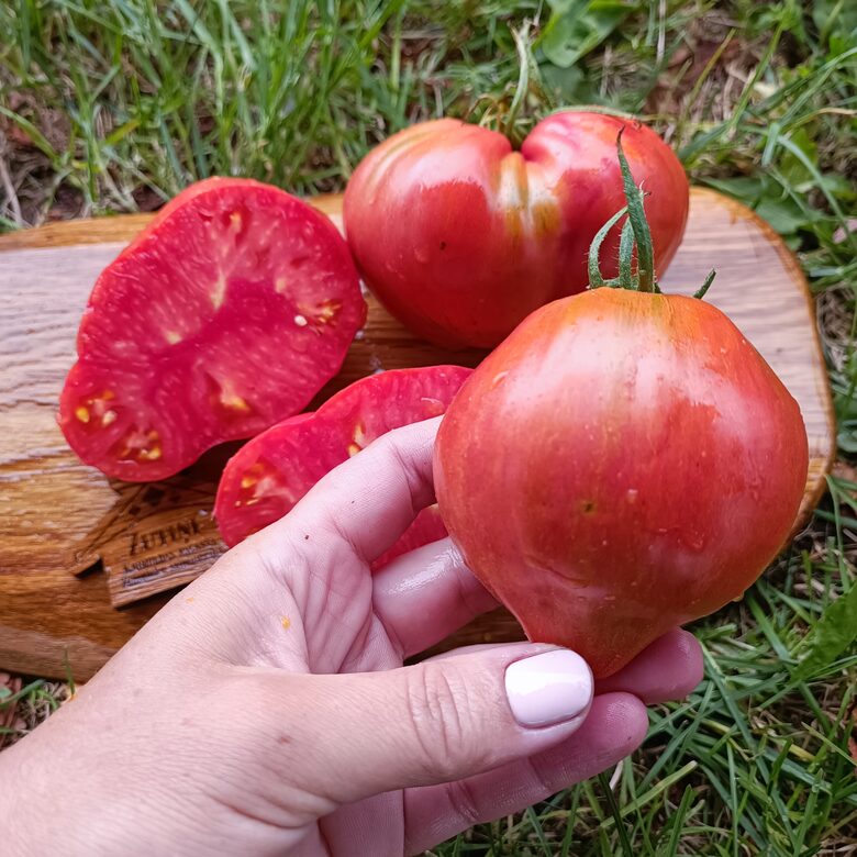 Kozula 148/1 (10 tomātu sēklas)