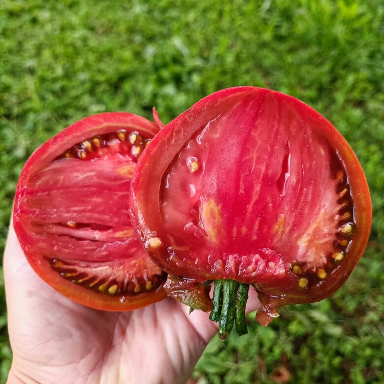 Semirechye ( 10 tomātu sēklas)