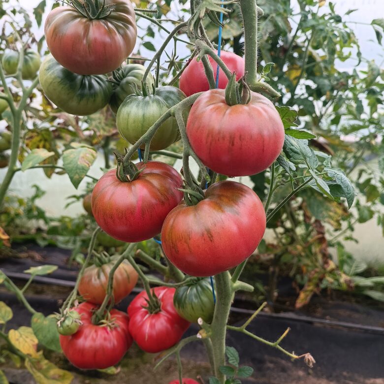  VALYUSHKIN MAMONT ( 10 tomātu sēklas)