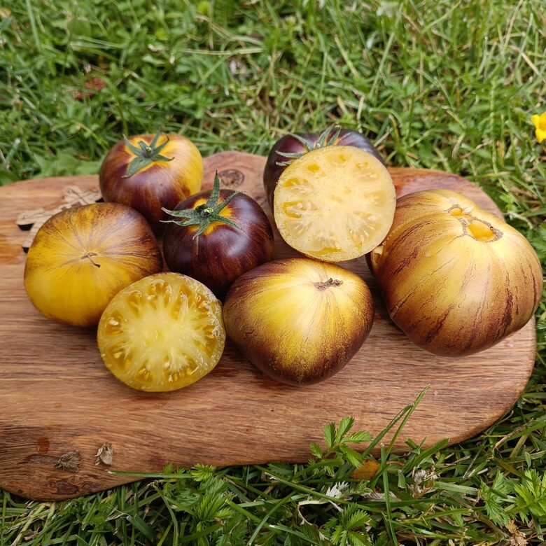 Rebel Starfighter Kayleigh Anne Yellow (10 tomātu sēklas)