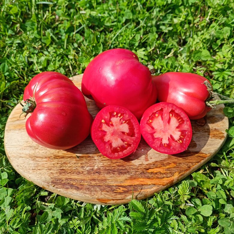 Petrusha the Gardener - lauka tomāts ( 10 tomātu sēklas)