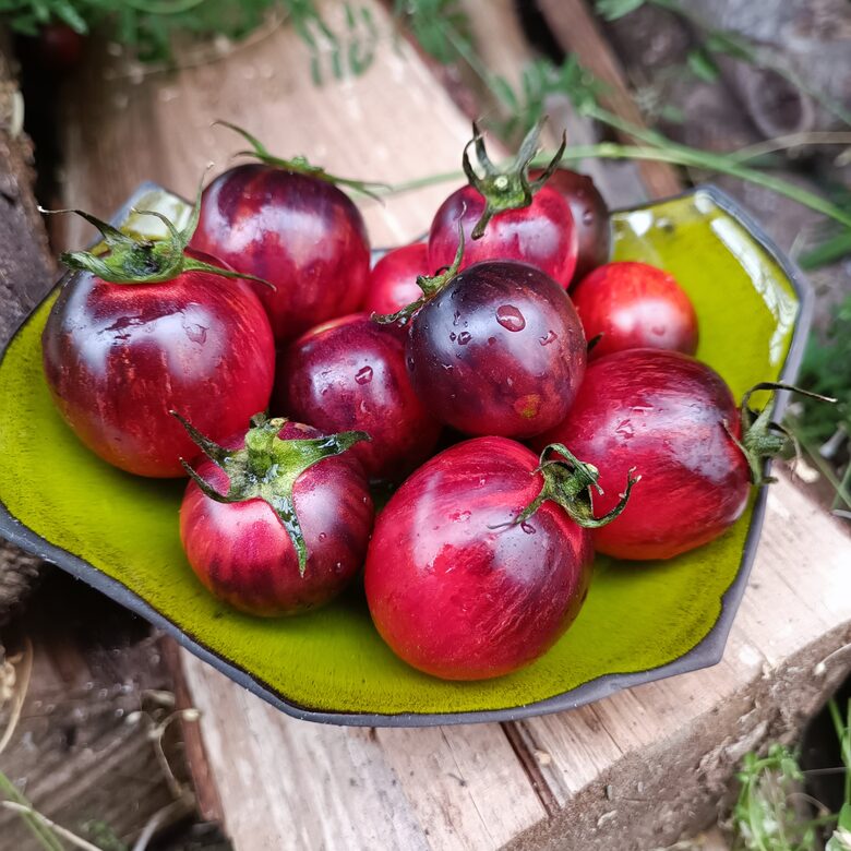 Dwarf Striped Balkan tiger (10 tomātu sēklas) 