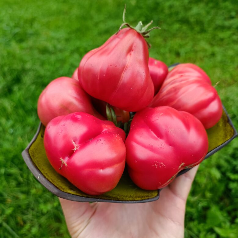 Pink Flower ( 10 tomātu sēklas)