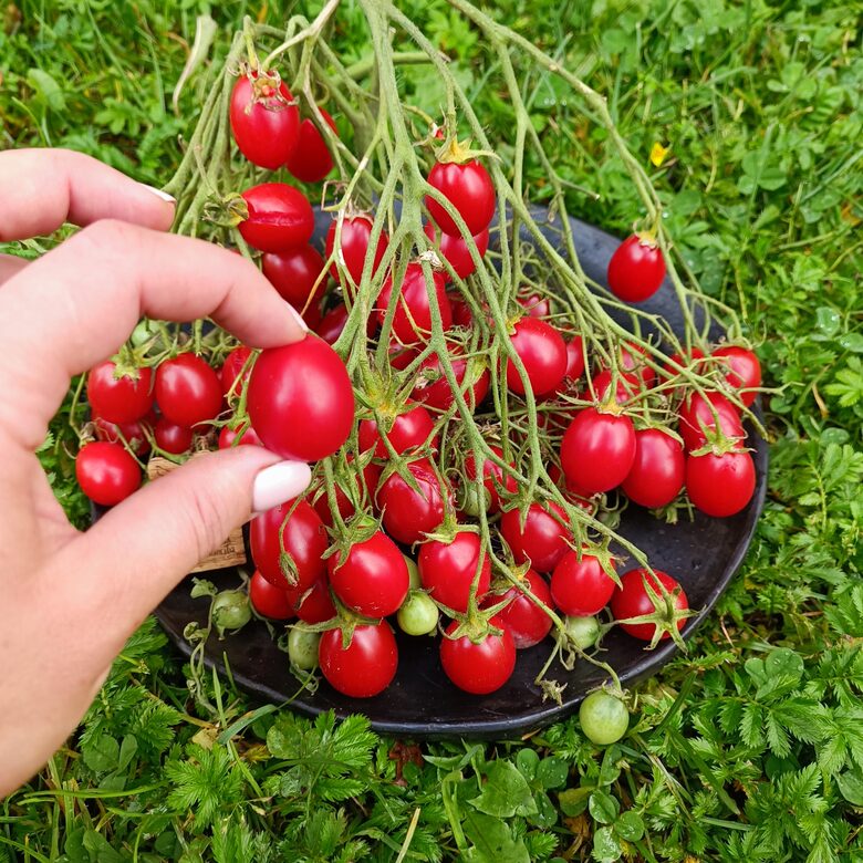 Reverends Michael keys ( 10 tomātu sēklas)