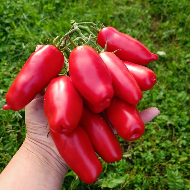 Amos Coli (10 tomātu sēklas)