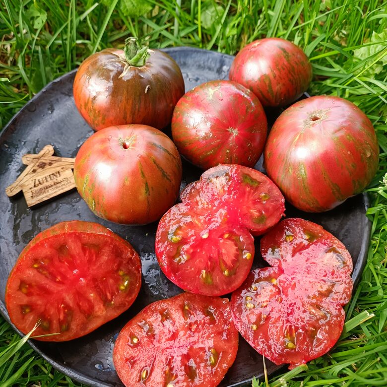 Join or Die x Beyond Verde Claro ( 10 sēklas) Selekcionārs Toms Vāgners